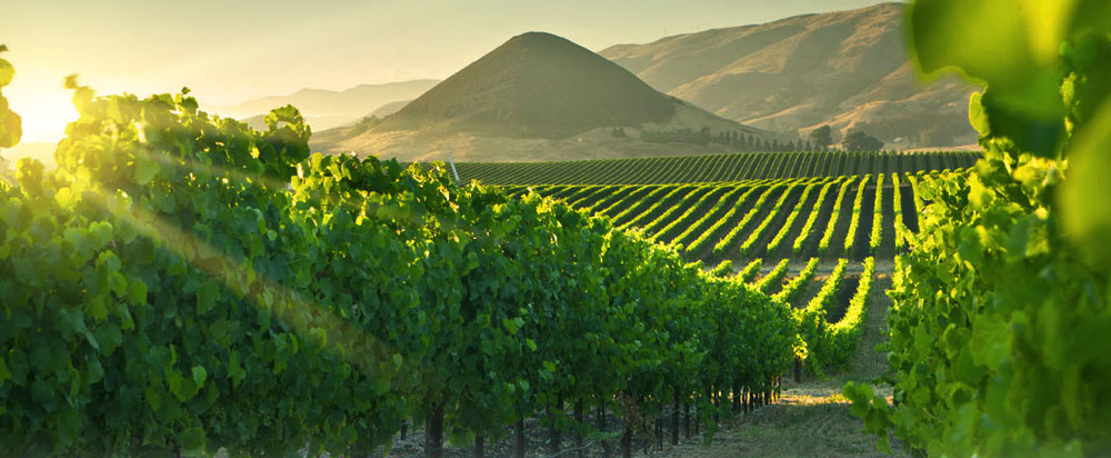 Vineyards and Ancient Volcano cores!